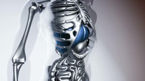 Modelo-De-Hígado-Humano-Con-Todos-Los-órganos-Y-Huesos